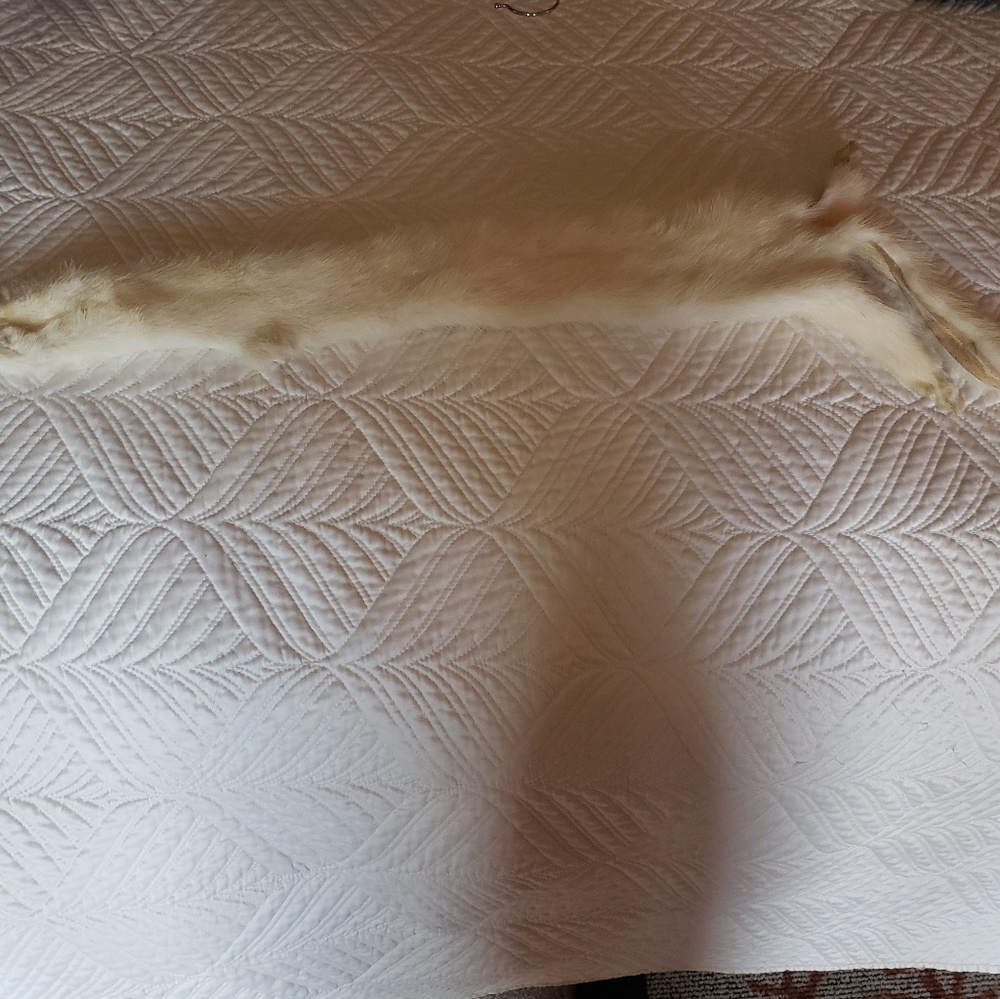 White mink peite